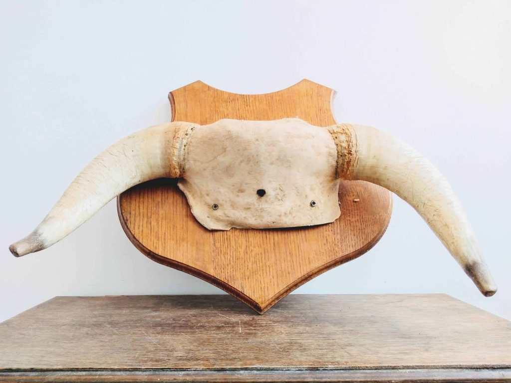 Vintage French Large Bull Cow Horn Taxidermy Trophy Shield Wall Mounting circa 1970-80’s 2