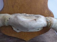 Alternative view of Vintage French Large Bull Cow Horn Taxidermy Trophy Shield Wall Mounting circa 1970-80's