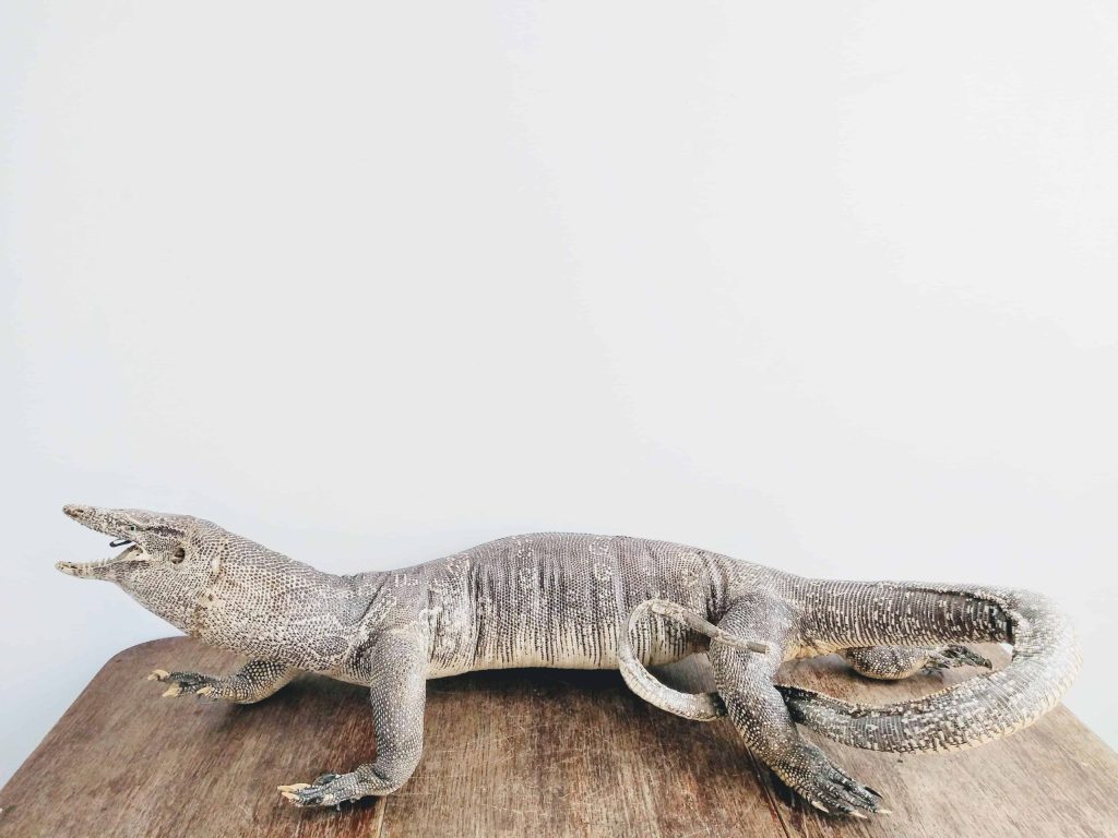 Vintage Taxidermy Large Monitor Lizard Animal Specimen desktop office display gift oddity collectable c1950-60’s