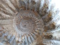 Alternative view of Vintage French Extra Large Fossil Ammonoid Organic Natural Desktop Sculpture Ancient Desk Gift circa 100-200 million years