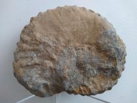 Alternative view of Vintage French Large Fossil Ammonoid Organic Natural Desktop Sculpture Ancient Desk Gift circa 100-200 million years old
