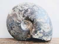 Alternative view of Vintage French Large Fossil Ammonoid Organic Natural Desktop Sculpture Ancient Desk Gift circa 100-200 million years old