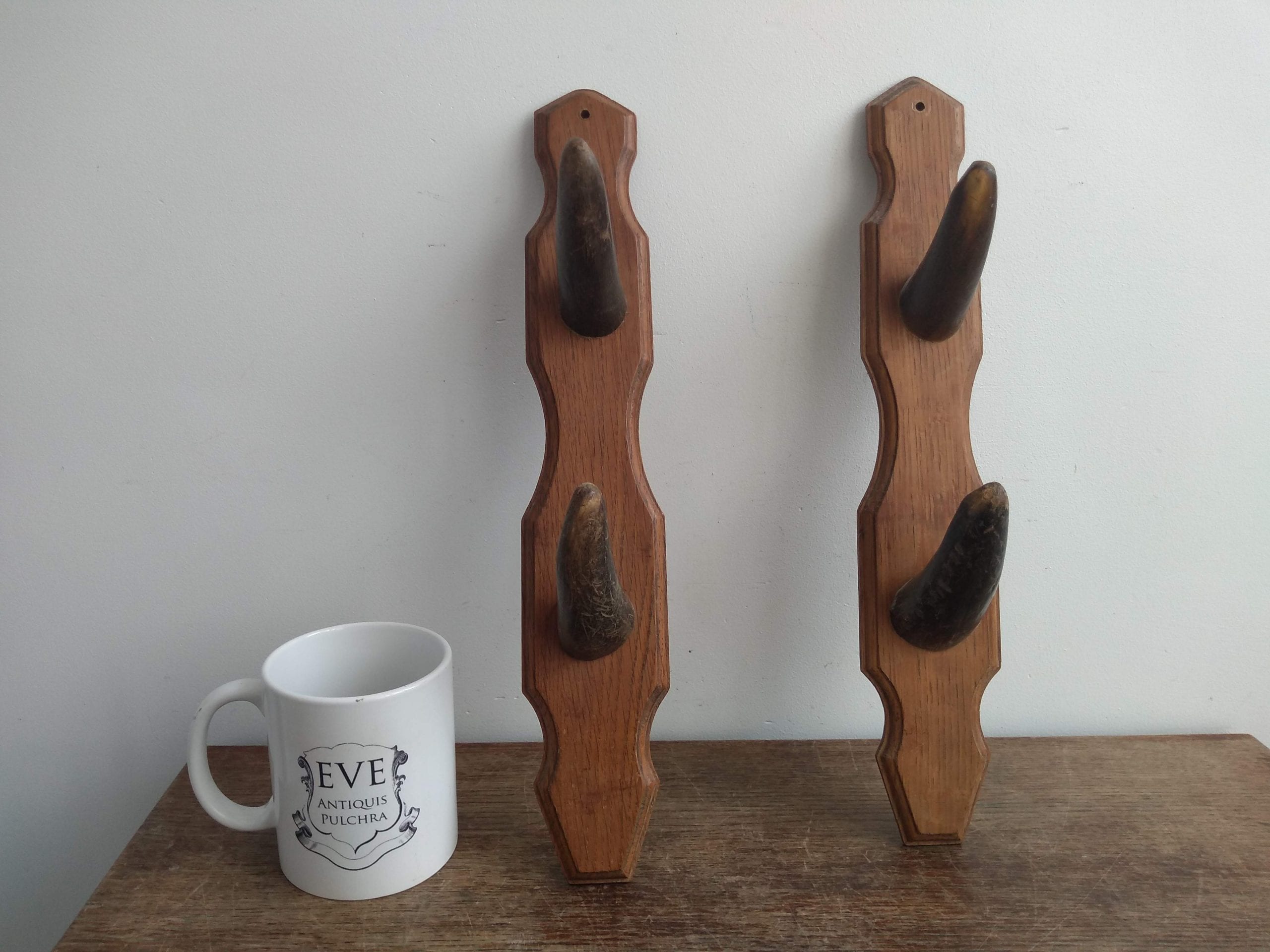 Vintage French cow horn coat hook rack hanger taxidermy hunting trophy den lodge rustic rural decor circa 1920-30’s 3 Vintage French cow horn coat hook rack hanger taxidermy hunting trophy den lodge rustic rural decor circa 1920-30's - Image 3