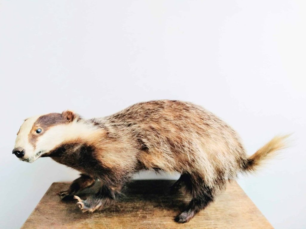 Vintage French Taxidermy Large Badger Animal Specimen desktop office display gift oddity collectable c1960’s