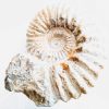 Vintage French Extra Large Fossil Ammonoid Organic Natural Desktop Sculpture Ancient Desk Gift circa 100-200 million years