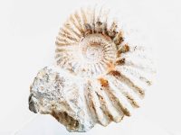Vintage French Extra Large Fossil Ammonoid Organic Natural Desktop Sculpture Ancient Desk Gift circa 100-200 million years Vintage French Extra Large Fossil Ammonoid Organic Natural Desktop Sculpture Ancient Desk Gift circa 100-200 million years