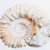 Vintage French Large Fossil Ammonoid Organic Natural Desktop Sculpture Ancient Desk Gift circa 100-200 million years old