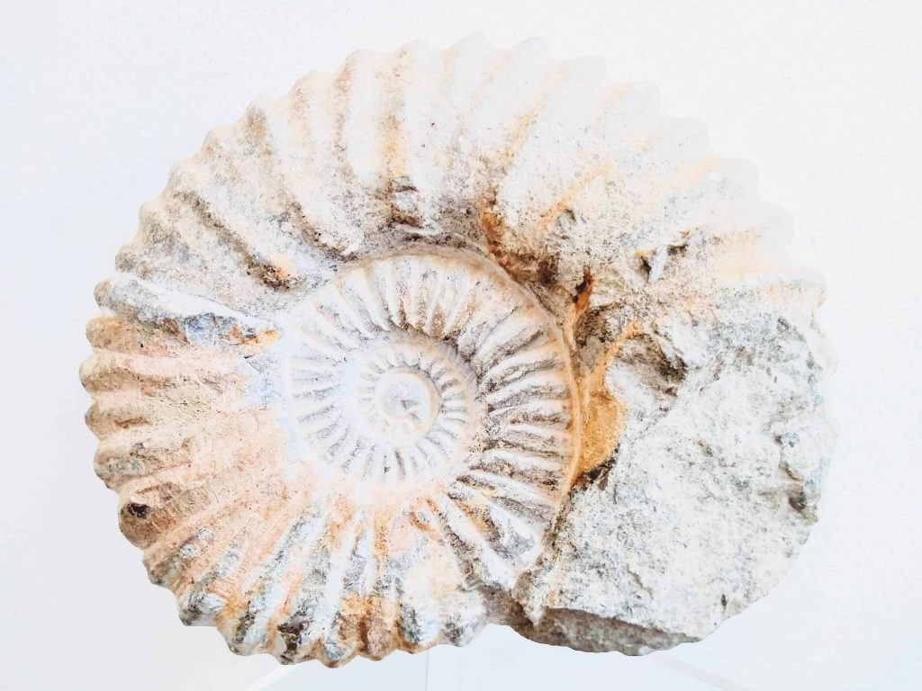 Vintage French Large Fossil Ammonoid Organic Natural Desktop Sculpture Ancient Desk Gift circa 100-200 million years old