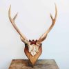 Vintage French Large Deer Stag Antler Horn Animal Display Ornament Wall Decor Hunting Lodge Taxidermy Man Cave c1940-50's