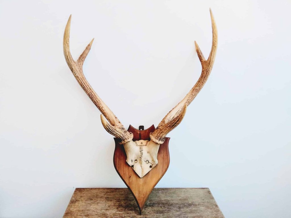 Vintage French Large Deer Stag Antler Horn Animal Display Ornament Wall Decor Hunting Lodge Taxidermy Man Cave c1940-50’s