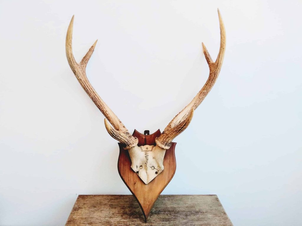 Vintage French Large Deer Stag Antler Horn Animal Display Ornament Wall Decor Hunting Lodge Taxidermy Man Cave c1940-50's