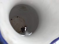 Alternative view of Vintage French Enamel Metal White Blue Metal Medium Watering Water Milk Jug Can Carafe Pitcher Vase Planter Rustic c1920-40's