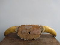 Alternative view of Vintage French Large White Brown Cow Bull Bovine Taxidermy Head With Horns Wall Display Ornament Hunting Lodge c1970-80's