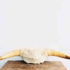 Vintage French Large White Brown Cow Bull Bovine Taxidermy Head With Horns Wall Display Ornament Hunting Lodge c1970-80's