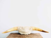 Vintage French Large White Brown Cow Bull Bovine Taxidermy Head With Horns Wall Display Ornament Hunting Lodge c1970-80's