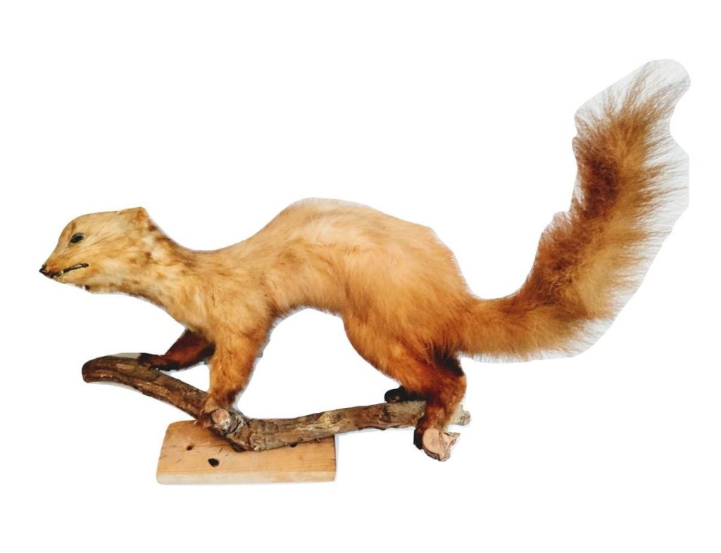 Vintage French mounted Pine Martin Weasel Ferret taxidermy figurine statue on wood branch root wall trophy circa 1950-60's