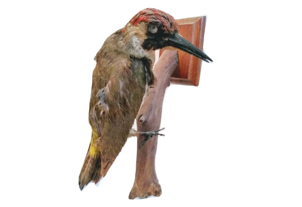 Vintage French Taxidermy Woodpecker Bird Animal Specimen wall hanging office display gift oddity c1920-40’s