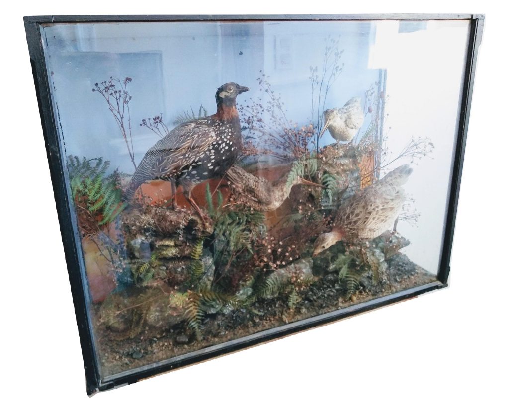 Vintage French Assorted Countryside Theme Bird Taxidermy Collection Display Cabinet Decor Manor Hunting Lodge Birds c1950s