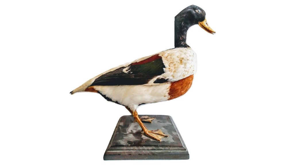 Vintage French Taxidermy Brown Duck Bird On Stand figurine statue trophy hunting lodge display curiosity prop circa 1950-60’s