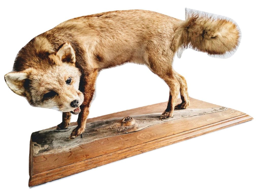Vintage French Large Red Fox Animal Taxidermy Statue Figurine Ornament Hunting Tophy Gift Man Cave Display Prop c1950-60’s