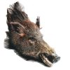 Vintage French Wild Boar Head Taxidermy Wall Mounted Statue Hunting Lodge Fireplace Unmounted circa 1960-70's