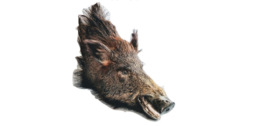 Vintage French Wild Boar Head Taxidermy Wall Mounted Statue Hunting Lodge Fireplace Unmounted circa 1960-70’s 3
