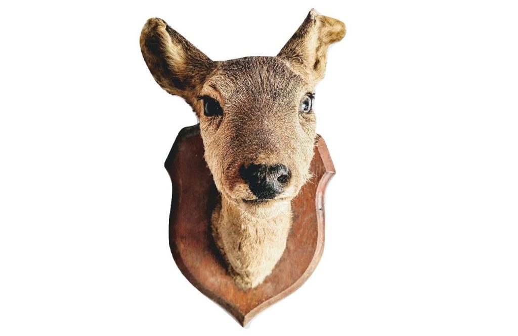 Vintage French Mounted Deer Head Taxidermy Wall Mounting On Shield Figurine Statue Hunting Trophy circa 1950-60’s