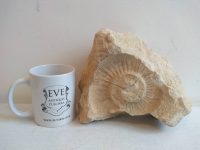 Alternative view of Vintage French Extra Large Fossil Ammonoid Organic Natural Desktop Sculpture Ancient Desk Gift circa 100-200 million years