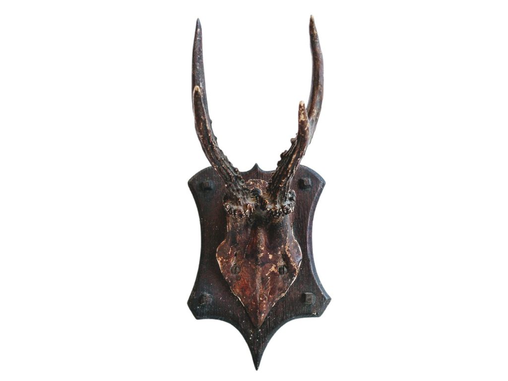 Antique French Deer Stag Large Antlers Antler Hunting Trophy Wall Hanging Display Decor Taxidermy Hunting Lodge c1910s