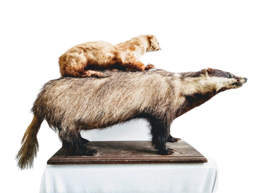 Vintage French Taxidermy Large Badger Pine Martin Animal Specimen desktop office display gift oddity collectable c1960’s