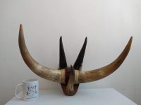 Alternative view of Vintage French Cow Bull Bovine Beef Horn Trophy Wall Hanging Display Decor Taxidermy Hunting Lodge Man Cave c1960-70s
