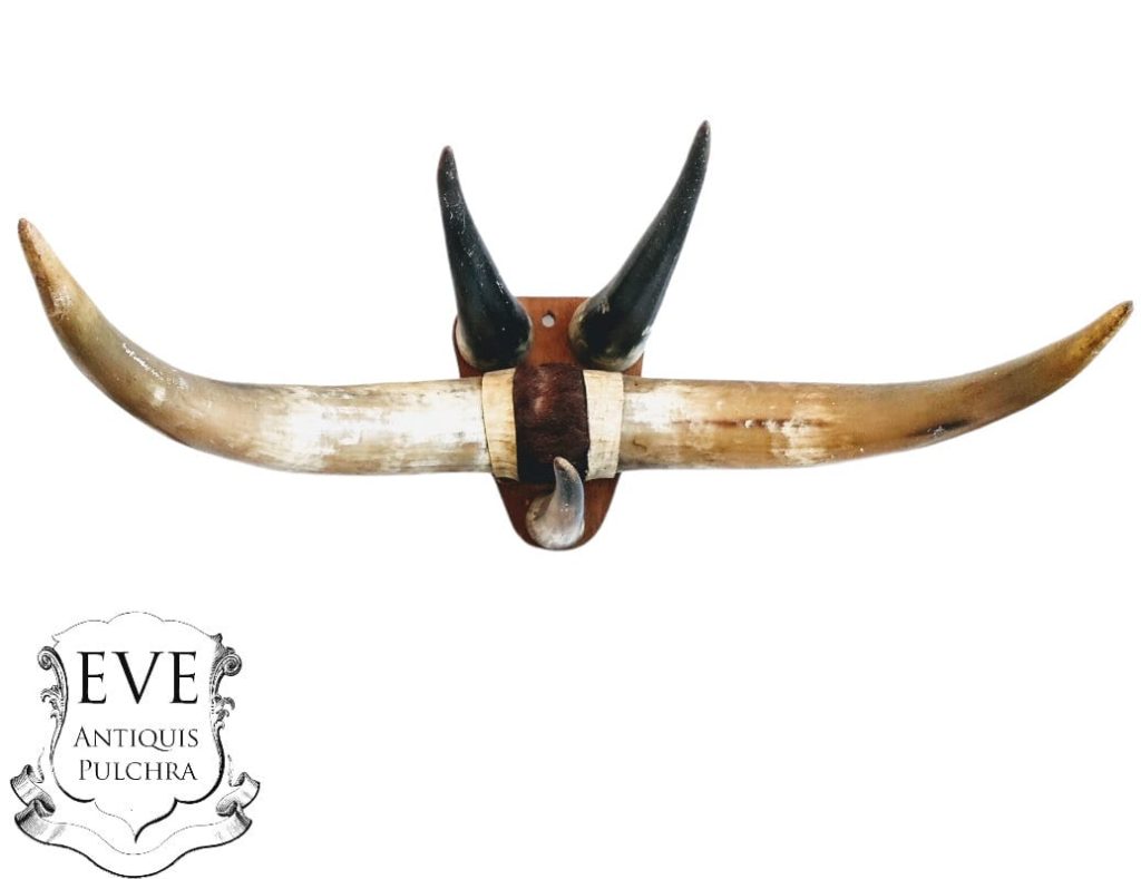 Vintage French Cow Bull Bovine Beef Horn Trophy Wall Hanging Display Decor Taxidermy Hunting Lodge Man Cave c1960-70s