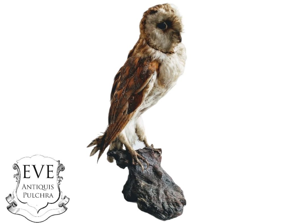 Vintage French Desk Standing Bird Of Prey Owl Bird taxidermy figurine on wood branch plaque display c1950-60's