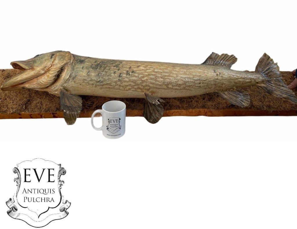 Vintage German Caught Large Pike Fish Predator Stuffed Taxidermy Oddity Specimen Ornament circa 1980's