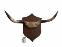Alternative view of Vintage French Extra Large Cow Bull Horn Taxidermy Skull Head Horns On Heavy Wooden Plaque Bovine Trophy circa 1960-70's