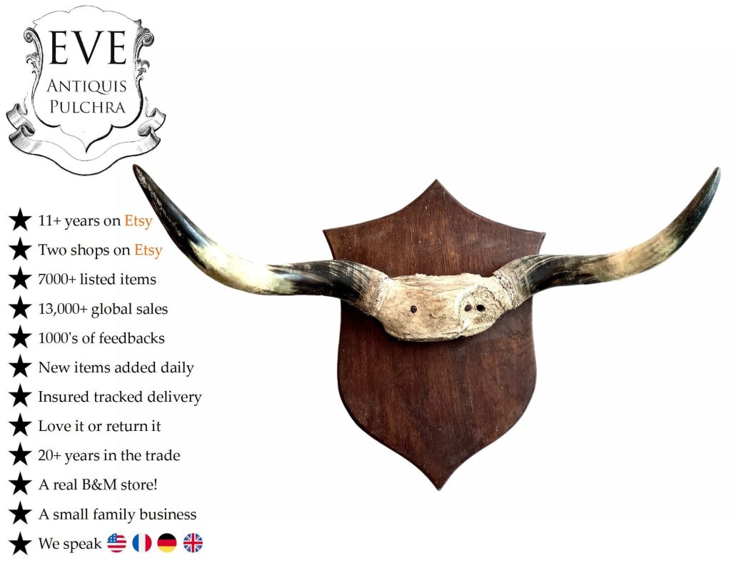 Vintage French Extra Large Cow Bull Horn Taxidermy Skull Head Horns On Heavy Wooden Plaque Bovine Trophy circa 1960-70’s