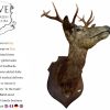 Antique French Large Mounted Deer Stag Head Taxidermy J. Buisson Paris Wall Mount figurine statue hunting trophy c1900-10's