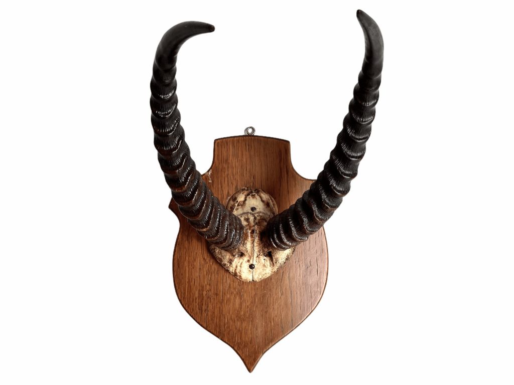 Vintage French Large African Kudu Antelope Horn Antlers Taxidermy Trophy Shield Wall Mounting circa 1970-80’s