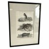 Antique Australian Marsupialia Marsupial Framed Glass Fronted Print Animal Kangaroo Rat Australia circa 1880's