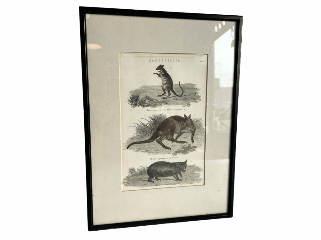 Antique Australian Marsupialia Marsupial Framed Glass Fronted Print Animal Kangaroo Rat Australia circa 1880’s