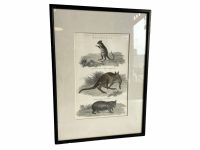 Antique Australian Marsupialia Marsupial Framed Glass Fronted Print Animal Kangaroo Rat Australia circa 1880's