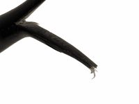 Alternative view of Vintage French Cow Bull Bovine Beef Horn Trophy Ornament Display Decor Taxidermy Hunting Lodge Man Cave c1960-70s