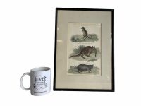 Alternative view of Antique Australian Marsupialia Marsupial Framed Glass Fronted Print Animal Kangaroo Rat Australia circa 1880's