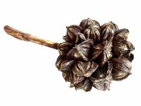 Vintage Vietnamese Large Water Coconut Decorative Gold Decorated Plant Nut Wooden Wood Ornament Asian Dried Plant Fower c1980's / EVE