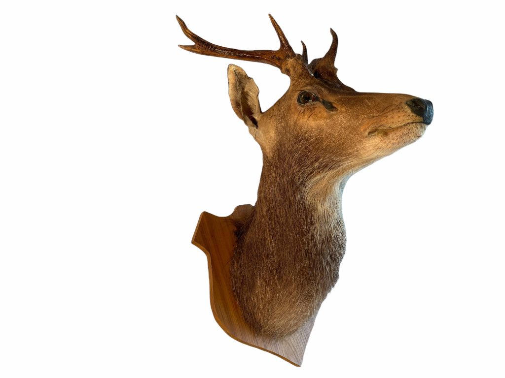 Vintage French Mounted Deer Stag Head Taxidermy Wall Mounting Figurine Statue Hunting Trophy Man Cave Fine Speciman circa 1980-90’s / EVE