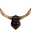 Antique French Enormous Giant Large Cow Horn Taxidermy Trophy Shield Wall Mounting Mounted Shild Plaque circa 1900-20's / EVE