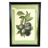Vintage French Prune Tardive Musquee Plume Print Reproduction Painting Drawing circa 1950-60's / EVE