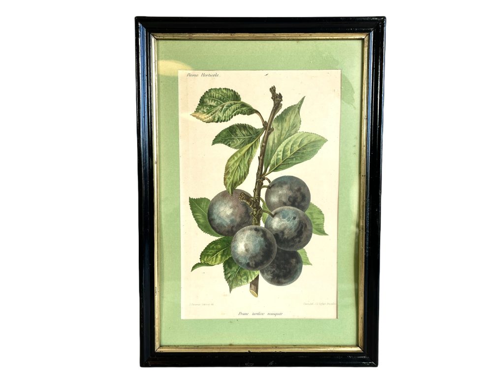Vintage French Prune Tardive Musquee Plume Print Reproduction Painting Drawing circa 1950-60’s / EVE