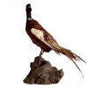 Vintage French Taxidermy Pheasant Bird On Wooden Stand rustic rural ornament figurine statue trophy decor circa 1950-60's / EVE