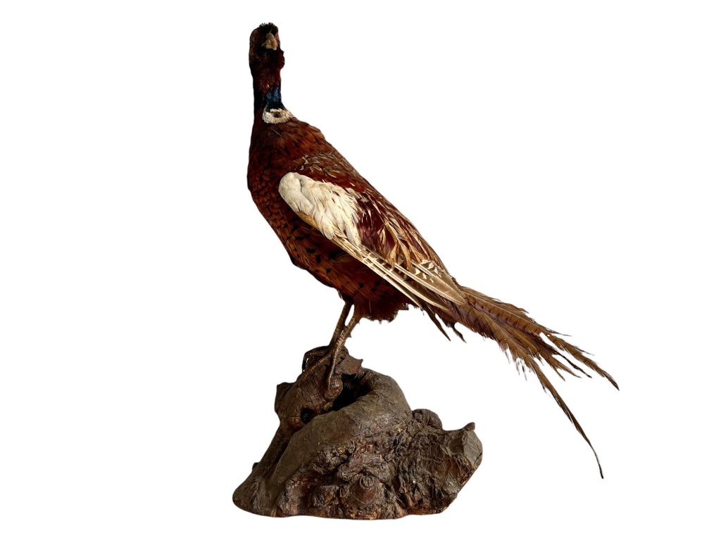 Vintage French Taxidermy Pheasant Bird On Wooden Stand rustic rural ornament figurine statue trophy decor circa 1950-60’s / EVE